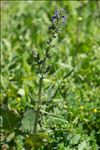 Salvia verbenaca L. subsp. verbenaca