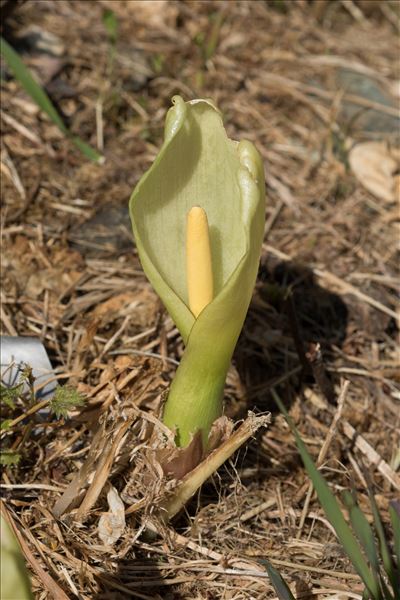 Arum italicum Mill.