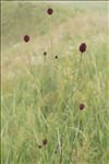 Sanguisorba officinalis L.