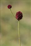 Sanguisorba officinalis L.