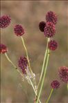 Sanguisorba officinalis L.