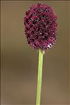 Sanguisorba officinalis L.