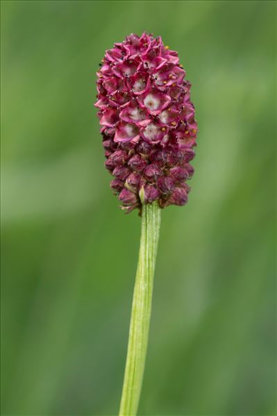 Sanguisorba officinalis L.