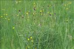 Sanguisorba officinalis L.