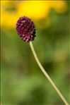 Sanguisorba officinalis L.