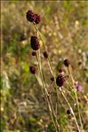 Sanguisorba officinalis L.