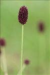 Sanguisorba officinalis L.