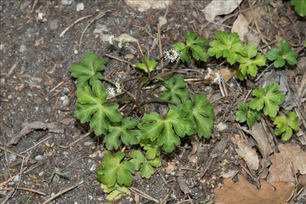 Sanicula europaea L.
