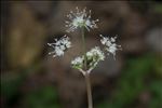 Sanicula europaea L.