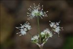Sanicula europaea L.