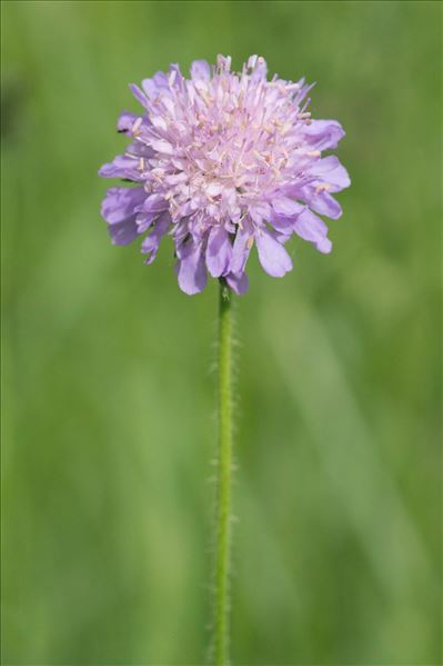 Scabiosa columbaria subsp. pratensis (Jord.) Braun-Blanq.