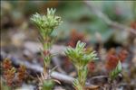 Scleranthus annuus subsp. verticillatus (Tausch) Arcang.