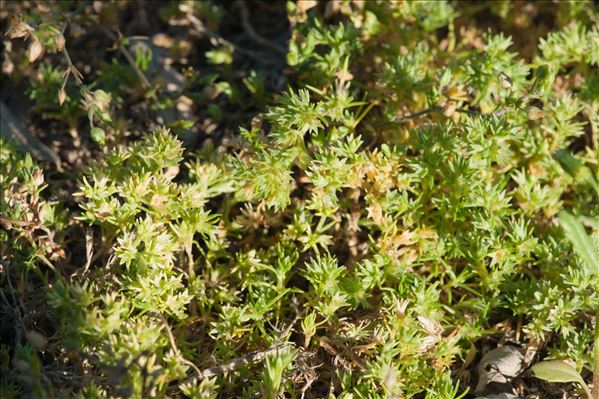 Scleranthus annuus subsp. delortii (Gren.) Meikle