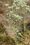 Scleranthus perennis L. subsp. perennis