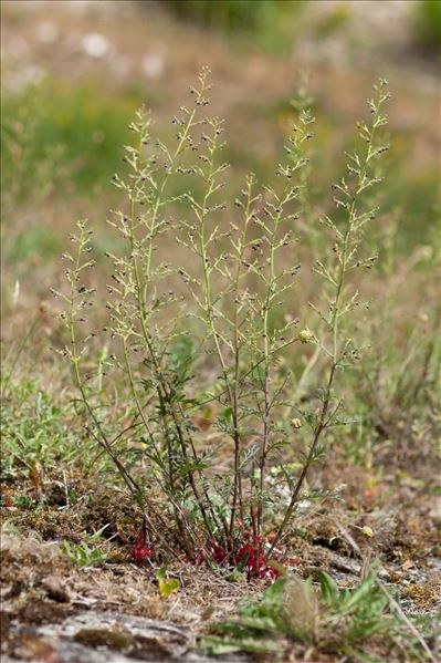 Scrophularia canina subsp. ramosissima (Loisel.) Bonnier & Layens