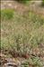 Scrophularia canina subsp. ramosissima (Loisel.) Bonnier & Layens