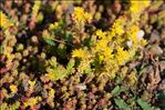 Sedum sexangulare L.