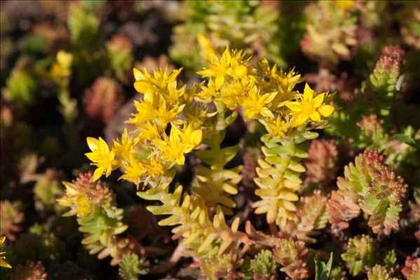 Sedum sexangulare L.