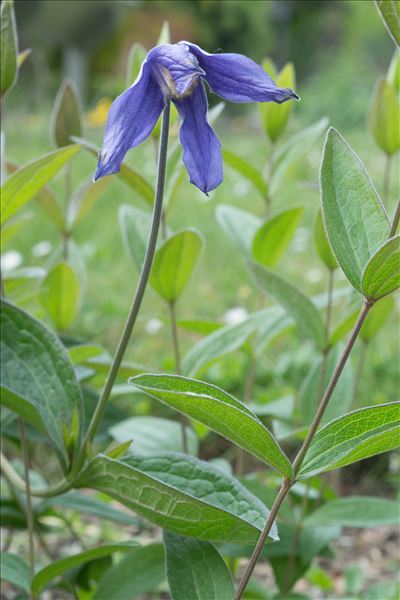 Clematis integrifolia L.