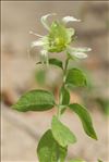 Silene baccifera (L.) Roth