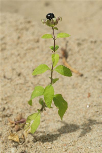 Silene baccifera (L.) Roth