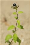 Silene baccifera (L.) Roth