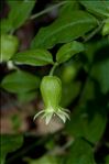 Silene baccifera (L.) Roth