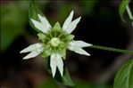 Silene baccifera (L.) Roth