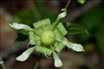 Silene baccifera (L.) Roth