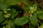 Silene baccifera (L.) Roth