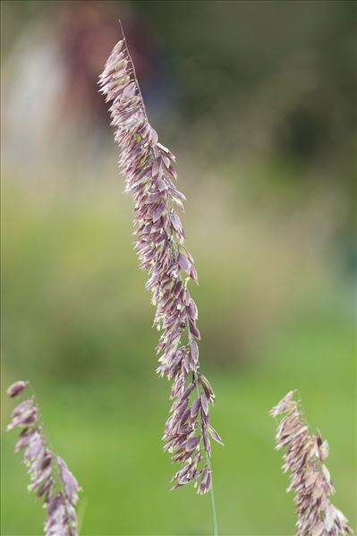 Melica altissima L.