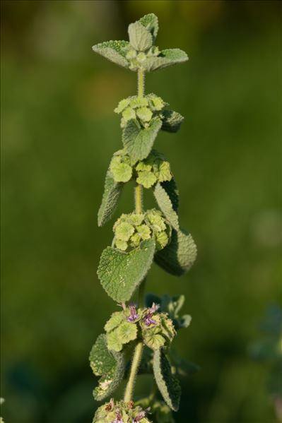 Ballota hirsuta Benth.