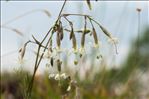 Silene nutans subsp. insubrica (Gaudin) Soldano