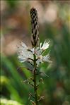 Asphodelus albus Mill. subsp. albus