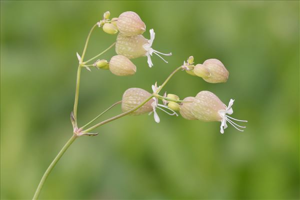 Silene vulgaris (Moench) Garcke