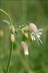 Silene vulgaris subsp. commutata (Guss.) Hayek