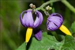 Solanum dulcamara var. marinum Bab.