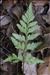 Asplenium adiantum-nigrum L.