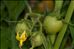 Solanum lycopersicum L.