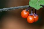 Solanum villosum subsp. miniatum (Bernh. ex Willd.) Edmonds