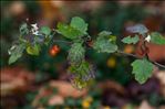 Solanum villosum subsp. miniatum (Bernh. ex Willd.) Edmonds