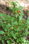 Solanum villosum Mill. subsp. villosum