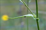 Sonchus arvensis subsp. uliginosus (M.Bieb.) Nyman