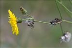 Sonchus arvensis L. subsp. arvensis