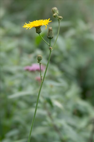 Sonchus arvensis L.