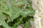 Sonchus asper (L.) Hill subsp. asper