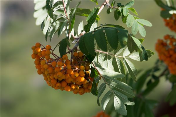 Sorbus aucuparia subsp. praemorsa (Guss.) Nyman