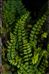 Asplenium trichomanes subsp. pachyrachis (H.Christ) Lovis & Reichst.
