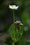 Spergula arvensis var. chieusseana (Pomel) B.Bock