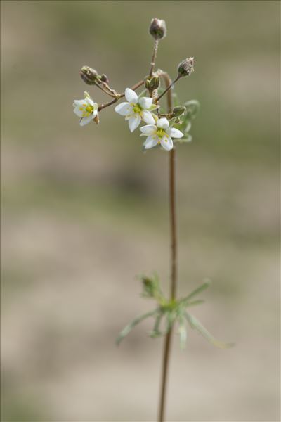 Spergula arvensis var. chieusseana (Pomel) B.Bock